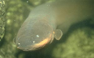 electric eel 2.jpg electric eel 2.jpg