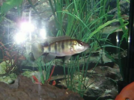 fish 005.jpg