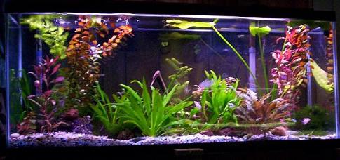 55lowtech1.JPG