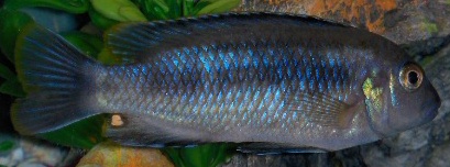 Cichlids 003.jpg