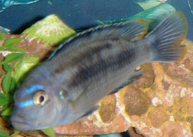 Cichlids 004.jpg