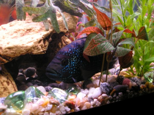Jack Dempsey (520 x 389).jpg