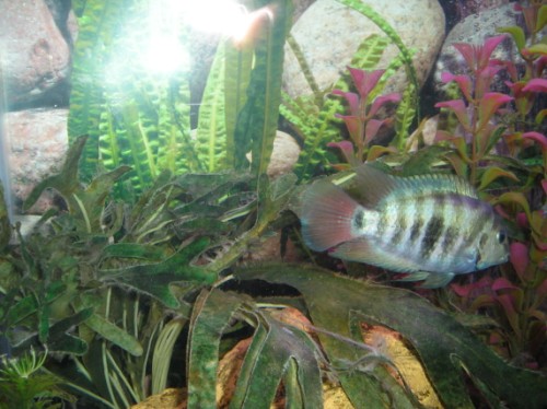 1honduran (500 x 374).jpg