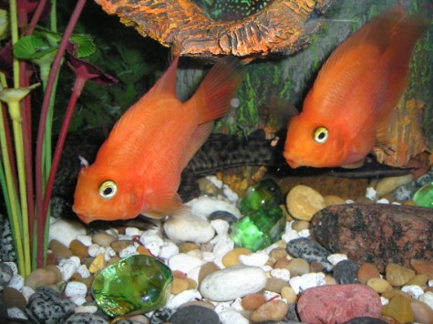 Both Parrots (475 x 355).jpg