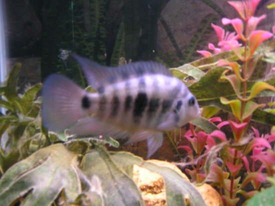 Honduran Redpoint 1 (550 x 412).jpg