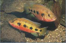Hemichromis_frempongi.jpg Hemichromis_frempongi.jpg