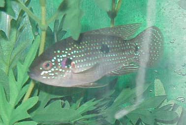 jewel-cichlid.jpg jewel-cichlid.jpg