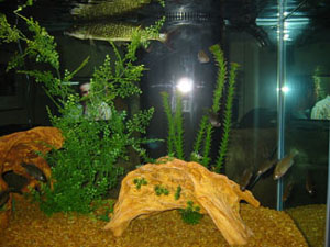 chain pickerel 004 smallest.jpg