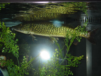 chain pickerel 005 smallest.jpg