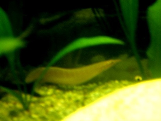 2006_0729star0020.JPG