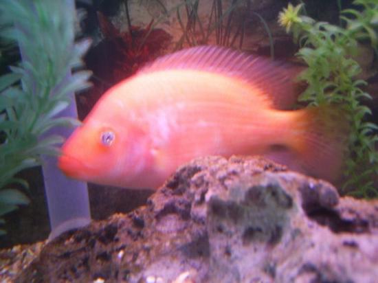 fish 029.jpg