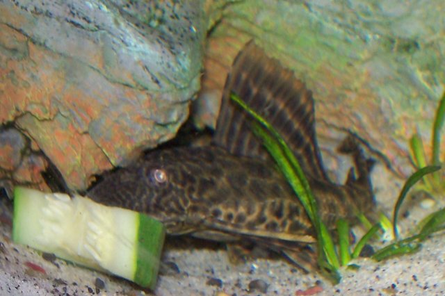 100_1032.jpg
