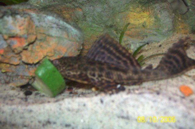 100_1036.jpg