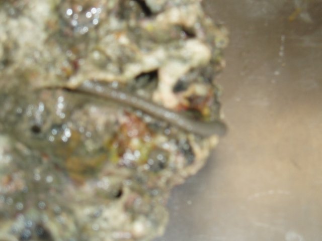 P8150003 (2).JPG