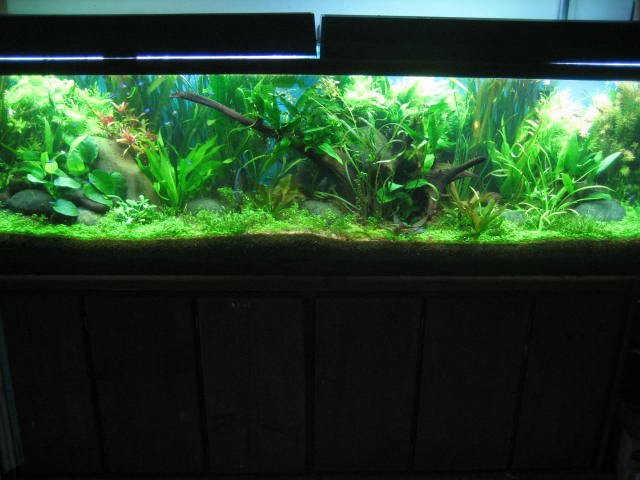 125g planted discus  02 apr 06 005.jpg