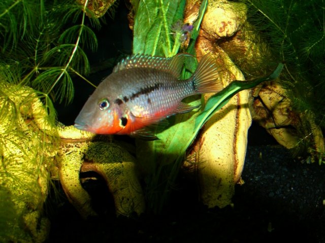 firemouths 005 (2) (2).jpg