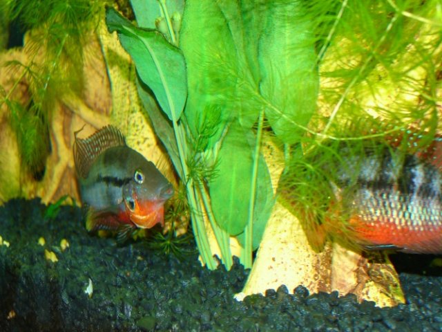 firemouths 034 (2) (2).jpg