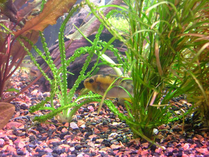 2006_08271Imageme0145.jpg