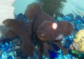 (smaller)black moor 003.jpg