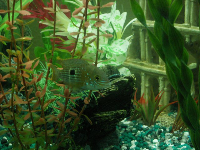 jaysons senior pictures 012.jpg