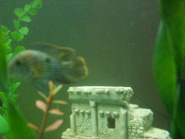 jaysons senior pictures 015.jpg