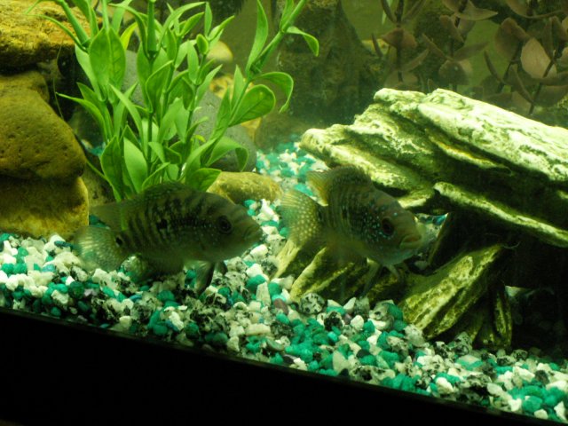 jaysons senior pictures 014.jpg