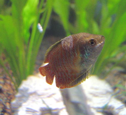 Gourami 2.jpg
