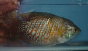 Gourami 1.jpg