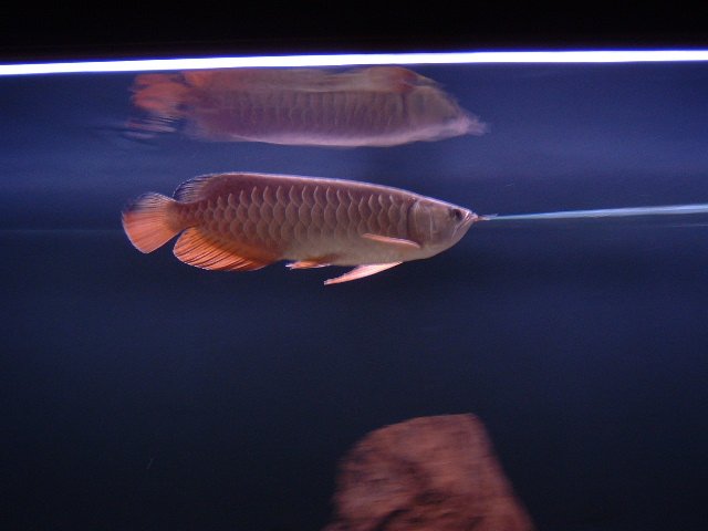 DSCF0056.JPG