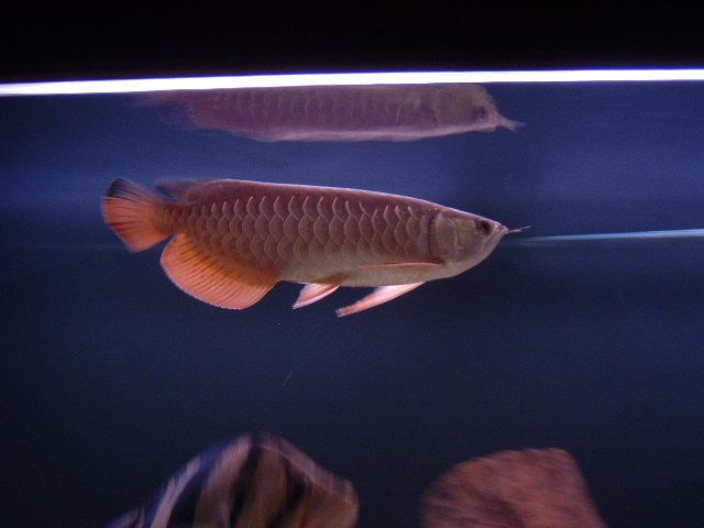 DSCF0051.JPG