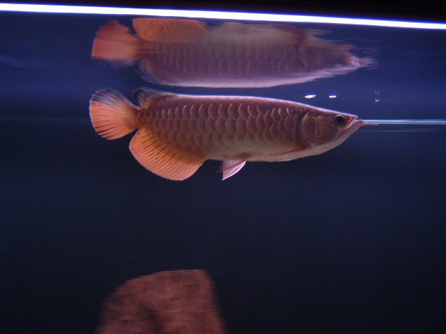 DSCF0046.JPG