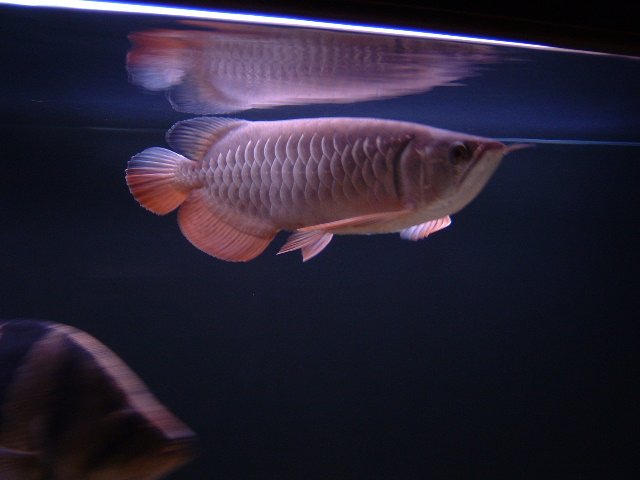DSCF0040.JPG