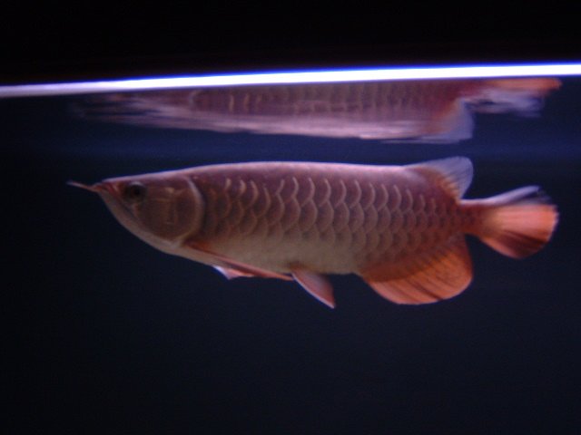 DSCF0032.JPG