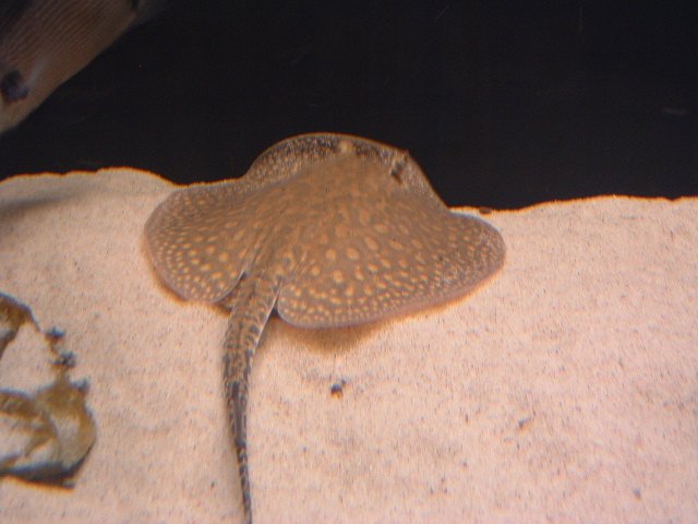DSCF0156.JPG