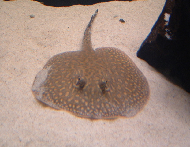 DSCF0159.JPG
