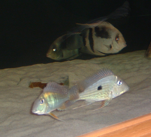 DSCF00160.JPG