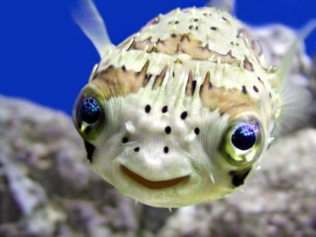 puffer.jpg