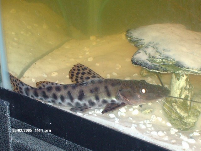 Pat' 081.jpg