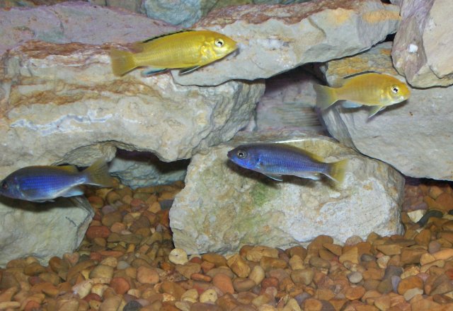 afcichlids.jpg
