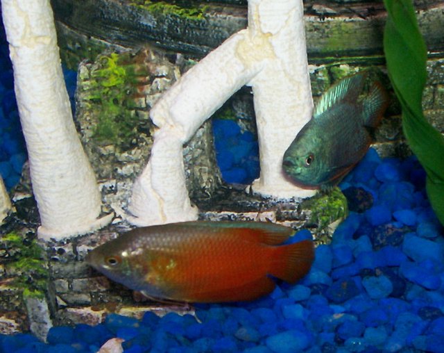 gouramies.jpg