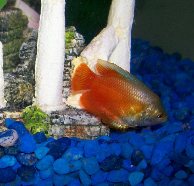 redgourami.jpg