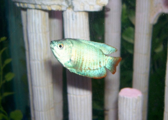 bluegourami.jpg bluegourami.jpg
