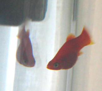 Preggo platy.JPG