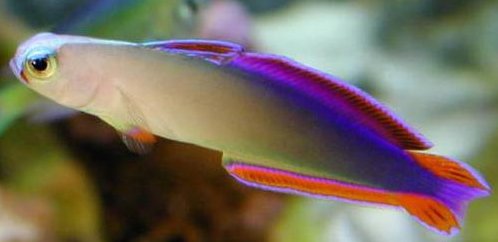 Nemateleotris_decora_2.jpg