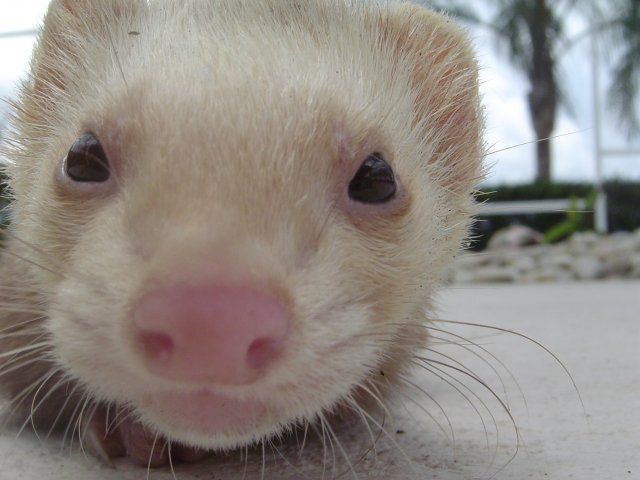 mice 091.jpg