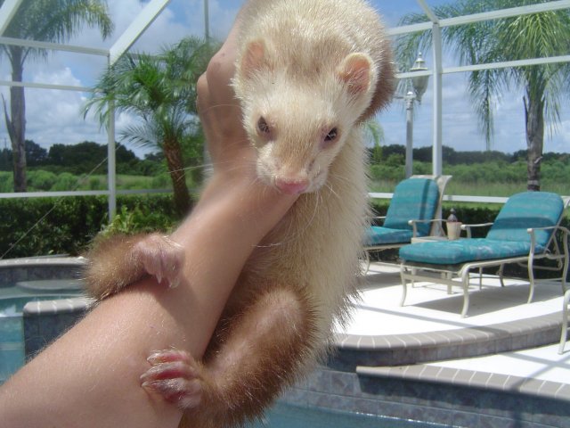 mice 092.jpg