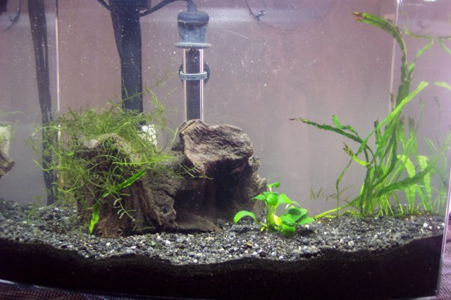 shrimp 002.jpg