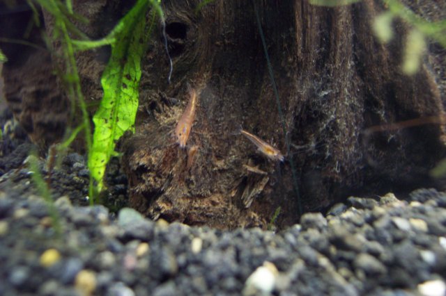 shrimp 017.jpg