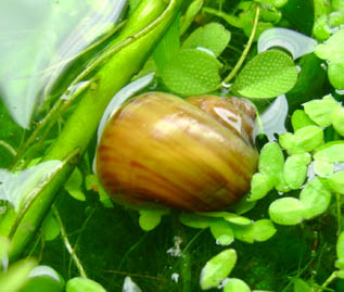 snail 1.jpg