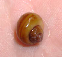 snail 3.jpg
